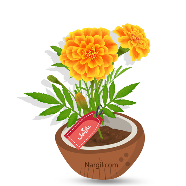 Nargil_Tagetes Patula